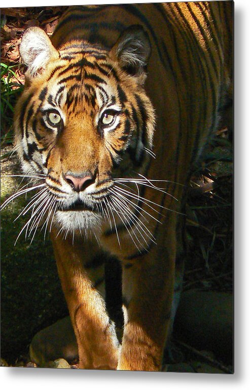 Sumatran Tiger Metal Print featuring the photograph Sumatran Tiger Emerges by Margaret Saheed