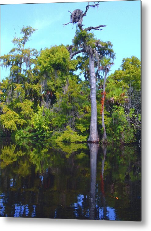Swamp Metal Print featuring the photograph Swamp Land by Carey Chen