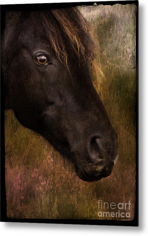 Pony Metal Print featuring the photograph that Wild Look by Ang El