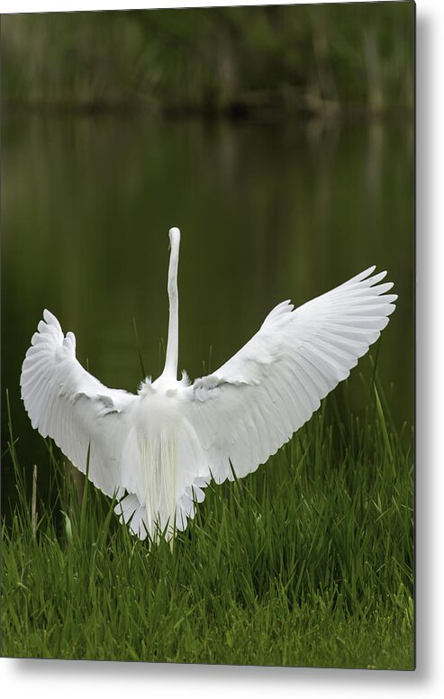 Great Egret Metal Print featuring the photograph The Great Egret 2 by Thomas Young