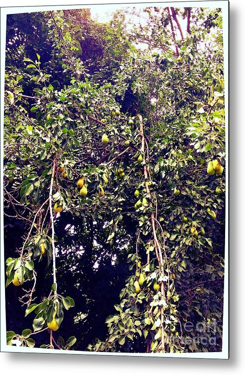 Pear Tree Metal Print featuring the photograph The Pear Tree by Garren Zanker