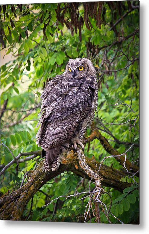 Horned Owl Metal Print featuring the photograph The Perch by Steve McKinzie