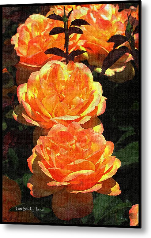 Four Rose At Mcc Metal Print featuring the photograph Four Rose At MCC by Tom Janca