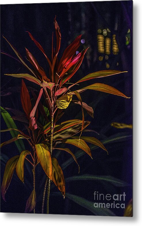 Cabo San Lucas Metal Print featuring the photograph Tropical Plant Abstract by Richard Mason