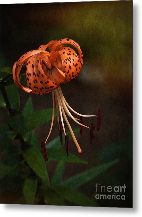 Lily Metal Print featuring the photograph Turk's Cap Lily II by Lee Craig
