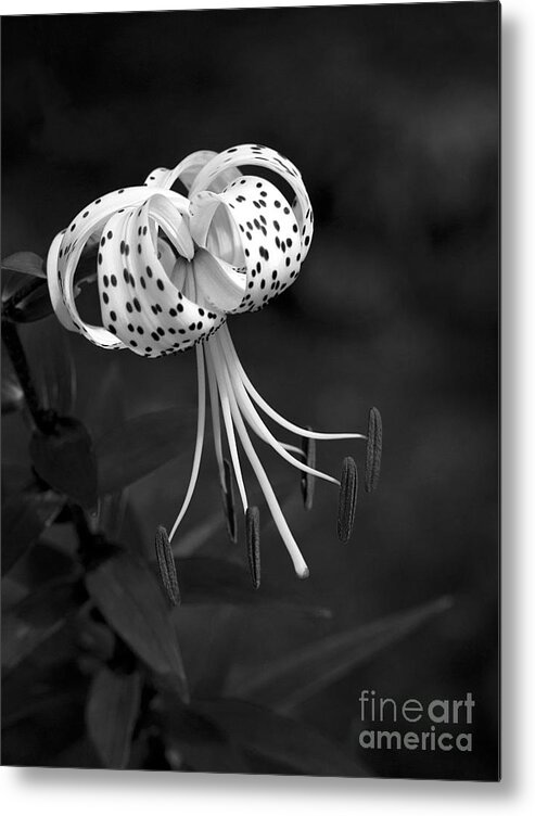 Lily Metal Print featuring the photograph Turk's Cap Lily in Black and White by Lee Craig