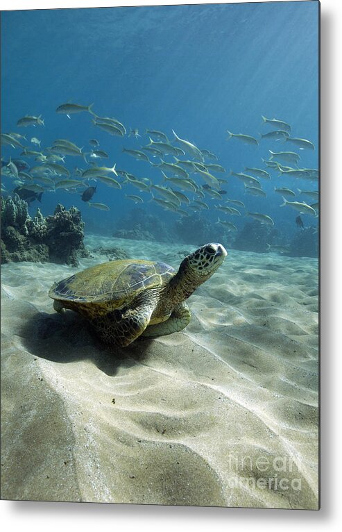 Green Metal Print featuring the photograph Turtle Town Maui by David Olsen