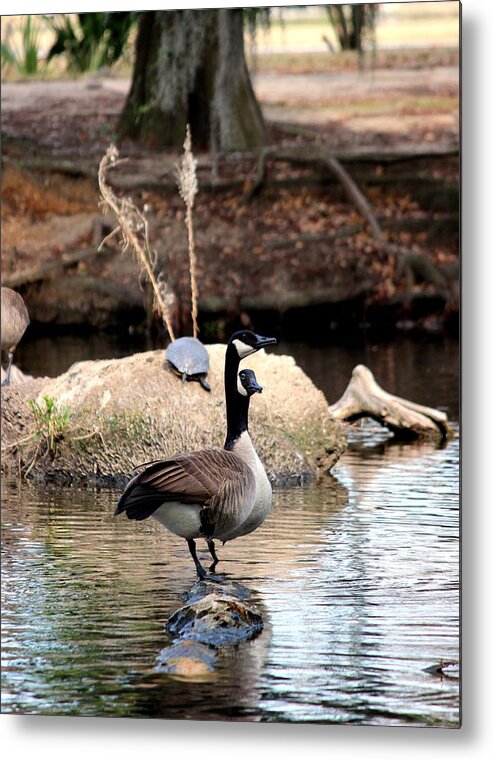 Two Geese Standing On A Log Metal Print featuring the photograph Two Geese Standing on a Log by Beth Vincent