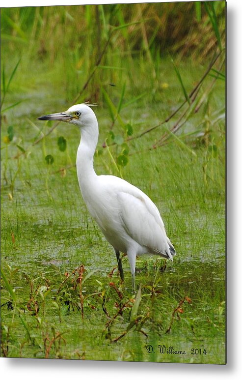 Little Blue Heron Metal Print featuring the photograph Wading Heron by Dan Williams