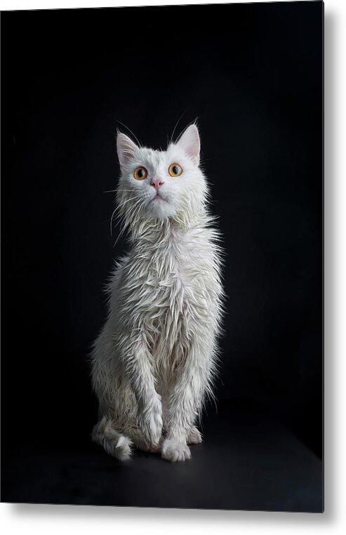Animal Themes Metal Print featuring the photograph Wet Cat Against Black Background by Image Taken By Mayte Torres