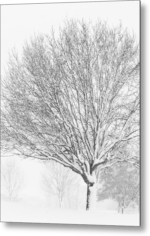 Winter Metal Print featuring the photograph White Out by Roberta Kayne