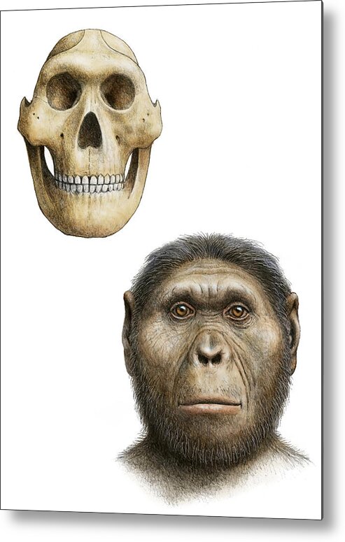 Australopithecus Robustus Metal Print featuring the photograph Paranthropus Robustus #1 by Mauricio Anton