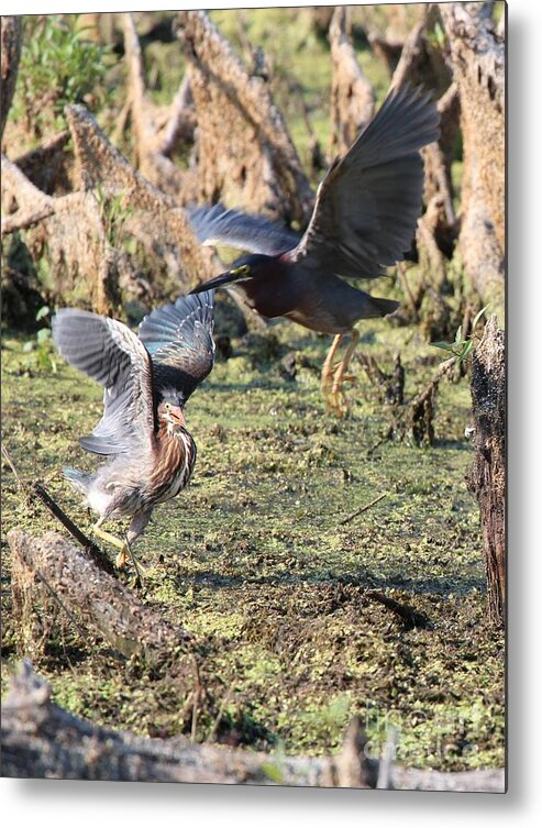 Nature Metal Print featuring the photograph Green Heron #37 by Jack R Brock