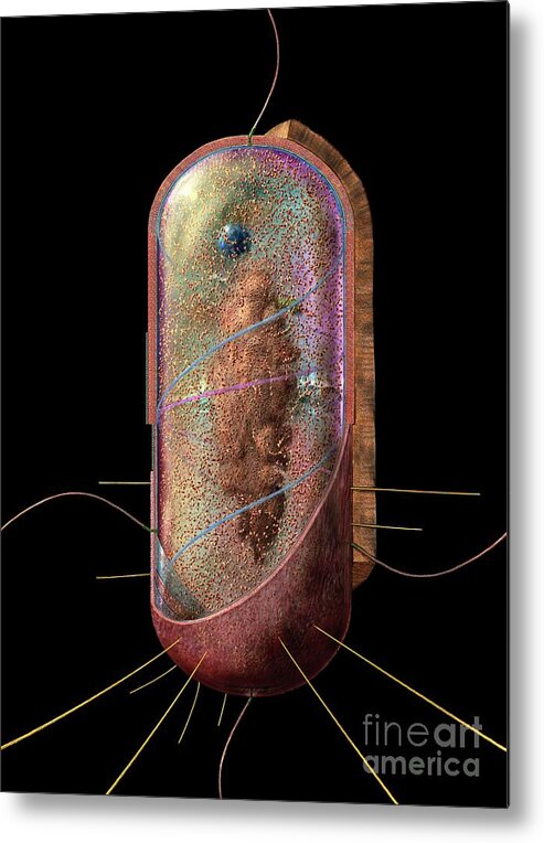 Bacillus Metal Print featuring the digital art Bacterial Cell Generalised by Russell Kightley