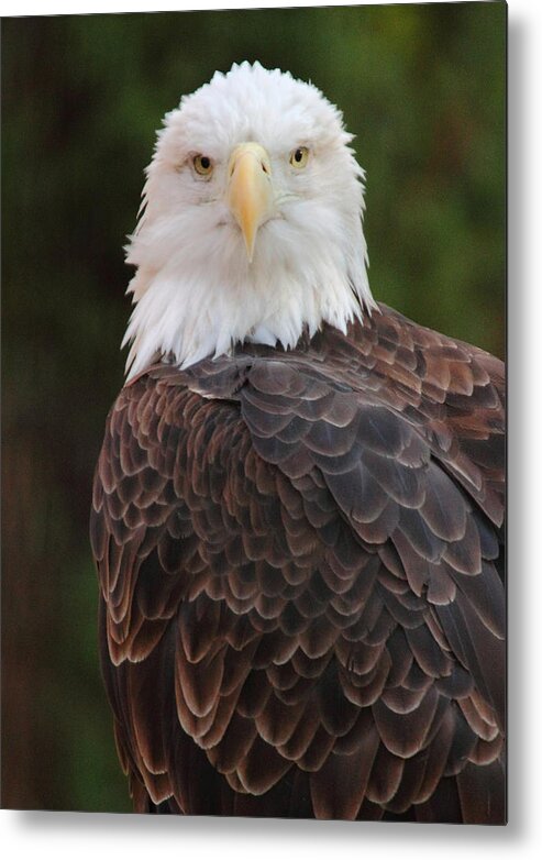 Bald Eagle Metal Print featuring the photograph Bald Eagle by Coby Cooper