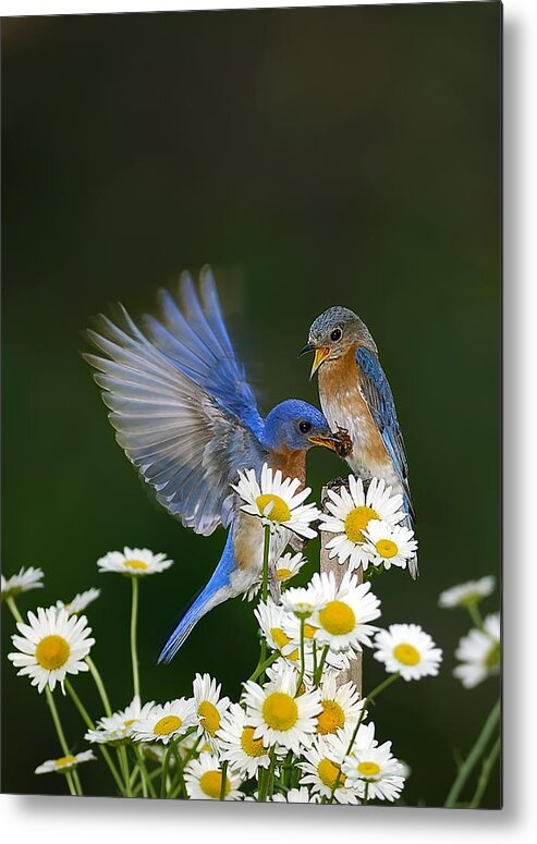Bluebirds Daisies Metal Print featuring the photograph Bluebirds Picnicking In The Daisies by Randall Branham