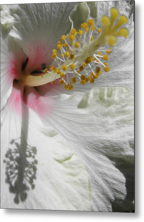 Hibiscus Metal Print featuring the photograph Center Reflection by Kim Galluzzo