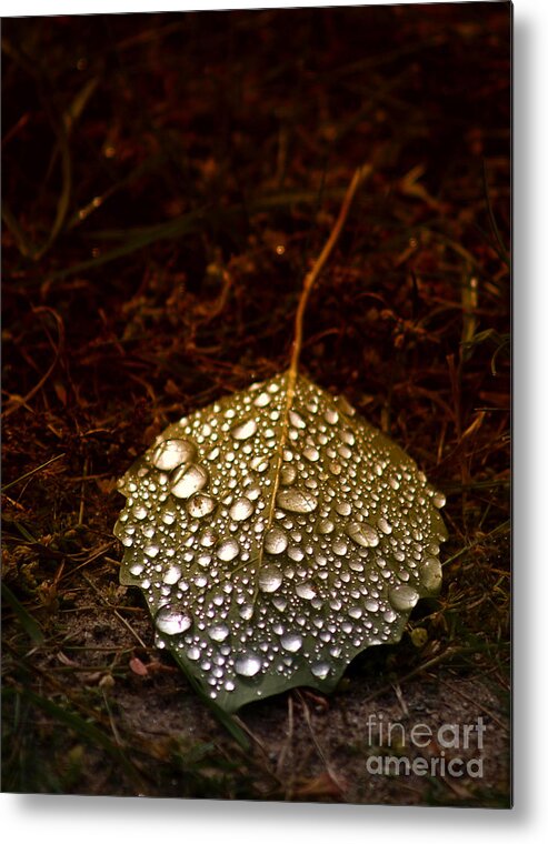 Dew Metal Print featuring the photograph Dewdrops by Terry Doyle