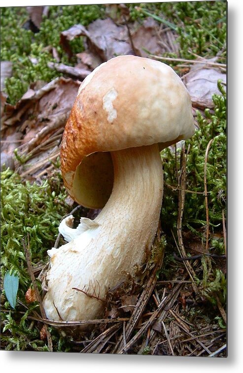 Royal Bolete Fungus Mushrooms Rooms Field Mushrooms Hiking Wild Mushrooms King Boleus Metal Print featuring the photograph FUNGUS The King Boleus by William OBrien
