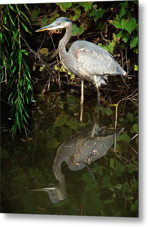 Great Blue Heron Metal Print featuring the mixed media Great Blue Heron 1 by Bruce Ritchie