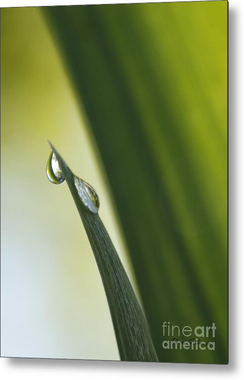 Dews Metal Print featuring the photograph Green line in the droplet by Yumi Johnson