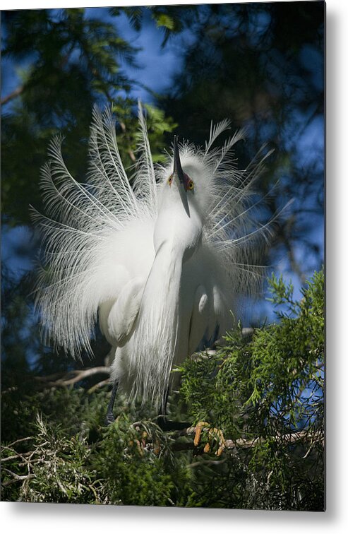 Ardea Alba Metal Print featuring the photograph In Plumage by Wade Aiken