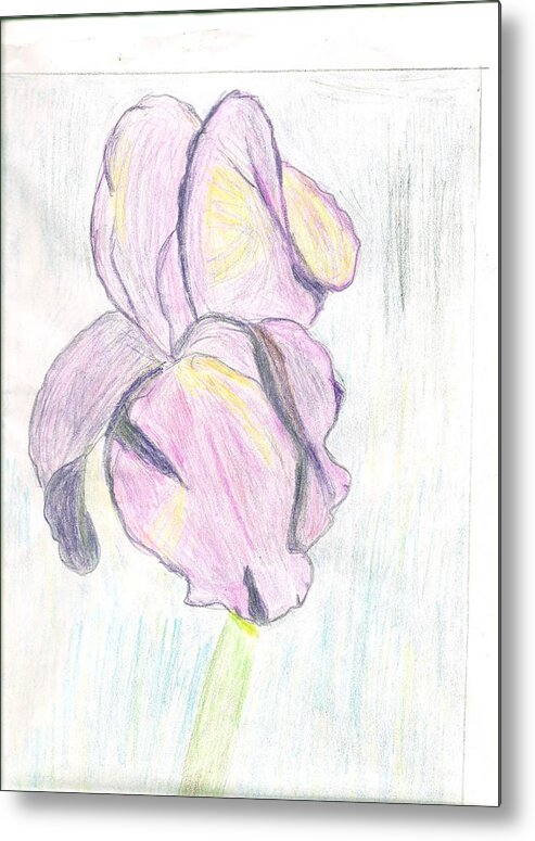 Iris Metal Print featuring the drawing Iris Sketch by Carolyn Donnell