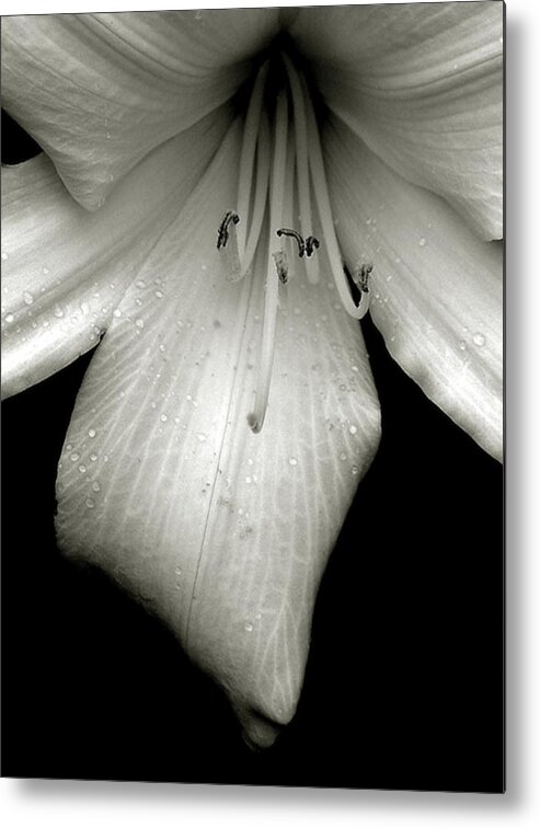 Lilly Metal Print featuring the photograph Ode to Georgia,Black and white Lily by Marysue Ryan