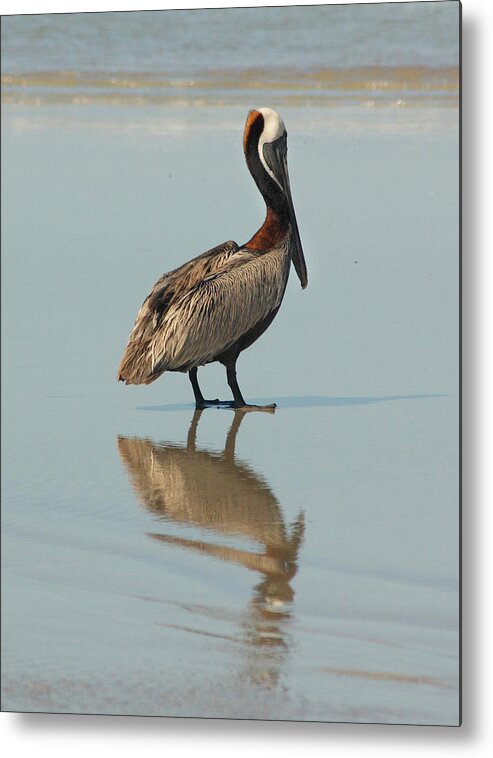 Pelican Metal Print featuring the photograph Pelican Reflections by Cindy Haggerty