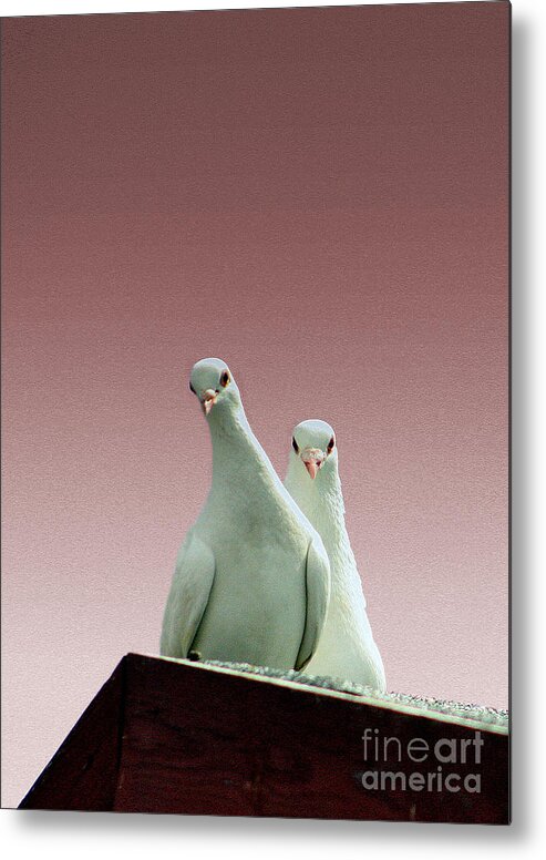 Pigeons Metal Print featuring the photograph Pigeons in the pink by Linsey Williams