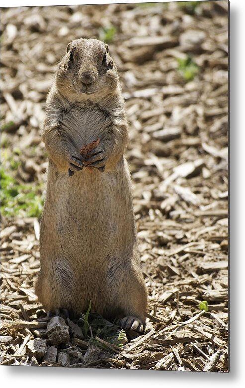 Best Sellers Metal Print featuring the photograph Prairie Dog eating Milk Bone by Melany Sarafis