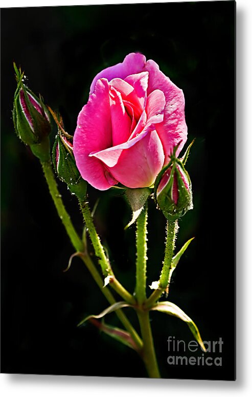 Rose Metal Print featuring the photograph Rose and Buds by Robert Bales