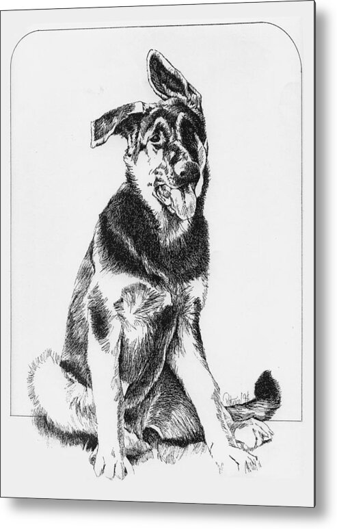 Dog Art Metal Print featuring the drawing Shepherd Pup by Patrice Clarkson