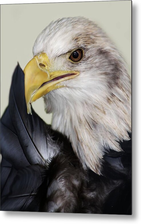 American Bald Eagle Metal Print featuring the photograph Shhhh It's A Secret by Paulette Thomas