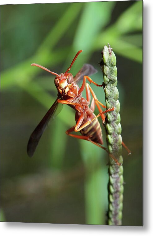 Wasp Metal Print featuring the photograph Smiling Wasp by Nick Shirghio