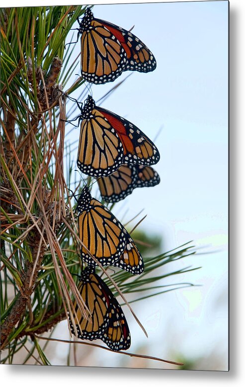 Monarch Metal Print featuring the photograph Stacked by Cathy Kovarik