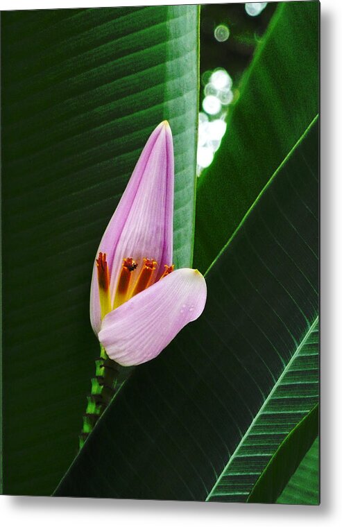 Banana Flower Metal Print featuring the photograph The Banana Flower and Fruit by Steve Taylor