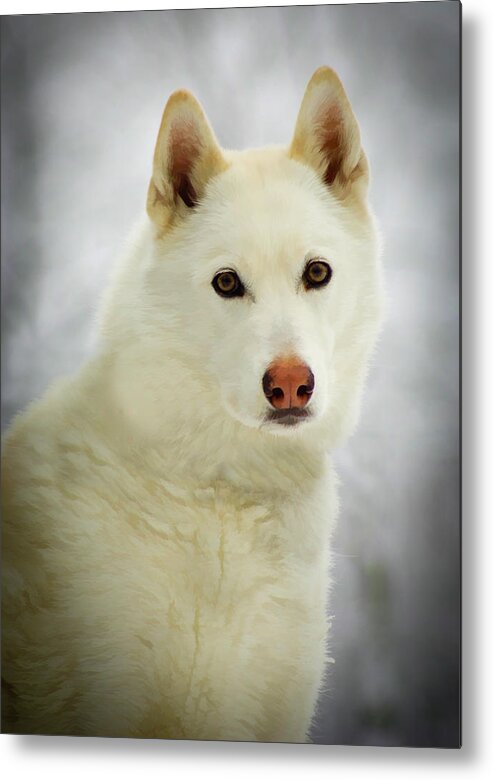 Husky Metal Print featuring the photograph The Stare by Joye Ardyn Durham
