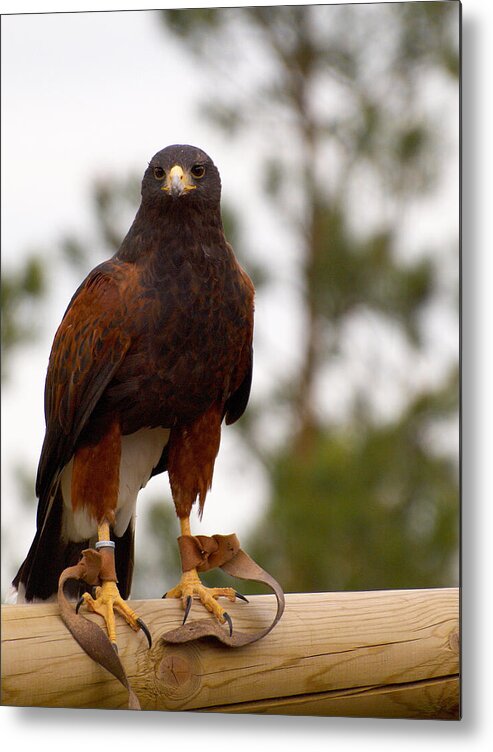 Lehtokukka Metal Print featuring the photograph Harris's Hawk by Jouko Lehto