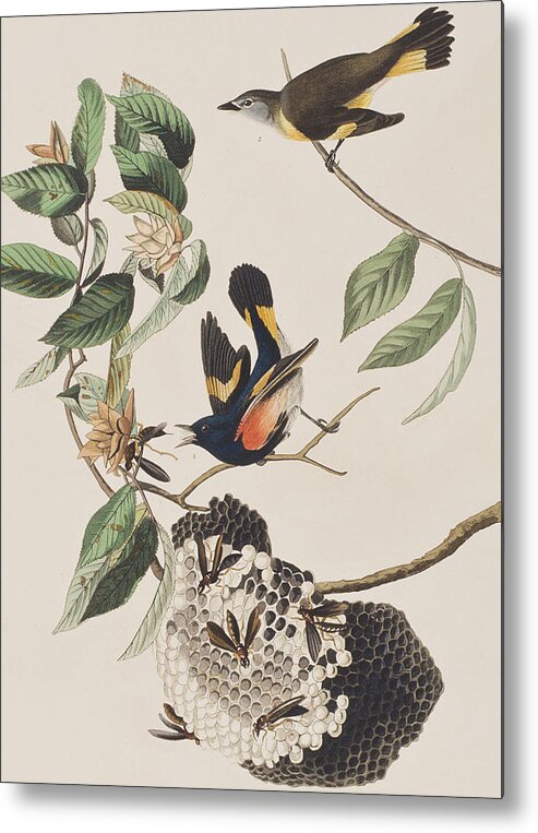 Redstart Metal Print featuring the painting American Redstart by John James Audubon