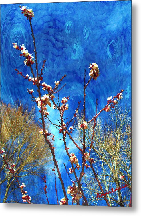 El Valle Metal Print featuring the photograph Apricot Blossoms El Valle #1 by Anastasia Savage Ealy