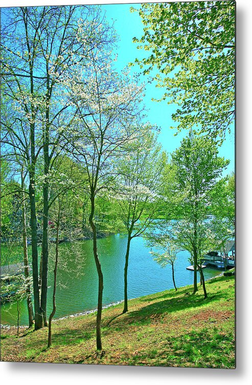 Dogwoods Metal Print featuring the photograph Cluster of Dowood Trees by The James Roney Collection