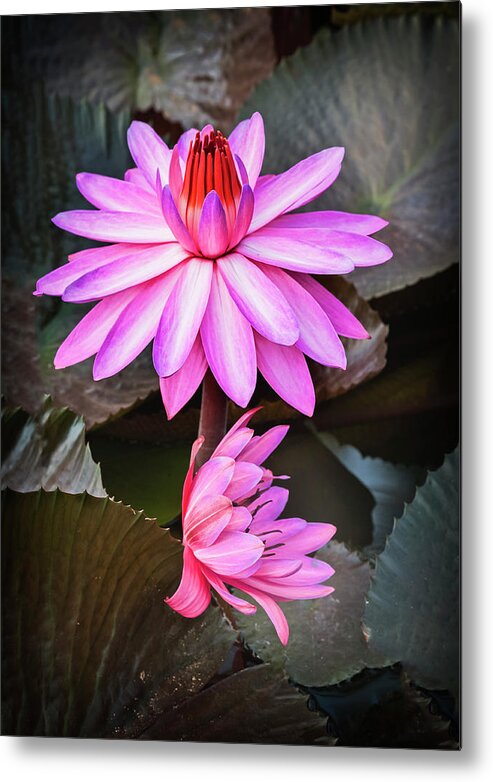 Aquatic Metal Print featuring the photograph Splendor in water-waterlily by Usha Peddamatham