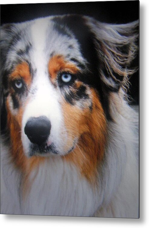 Workdog Metal Print featuring the photograph Riley #1 by Antonia Citrino