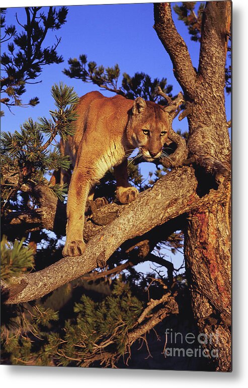 North American Wildlife Metal Print featuring the photograph Mountain Lion #10 by Dennis Hammer
