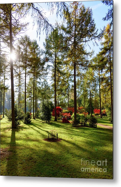 Autumn Metal Print featuring the photograph Autumn in the park #2 by Colin Rayner