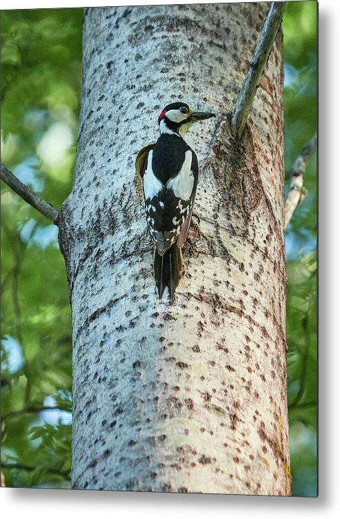 Lehtokukka Metal Print featuring the photograph Great spotted woodpecker #29 by Jouko Lehto