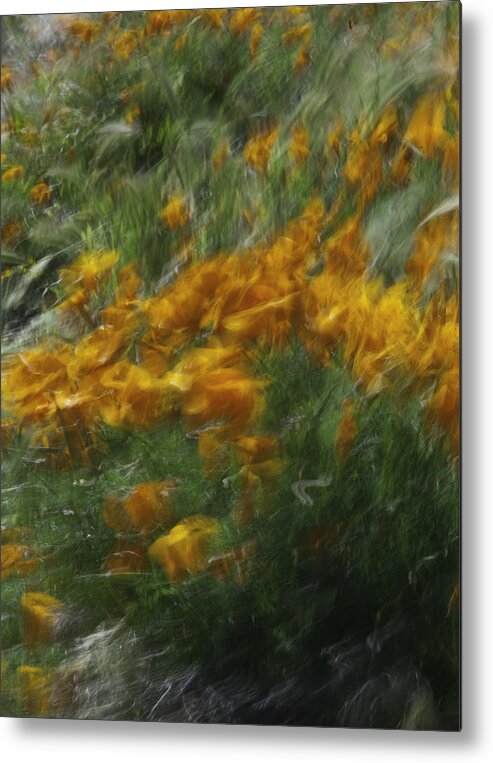 Flowers. Poppies. Metal Print featuring the photograph 341 by Garth Pillsbury