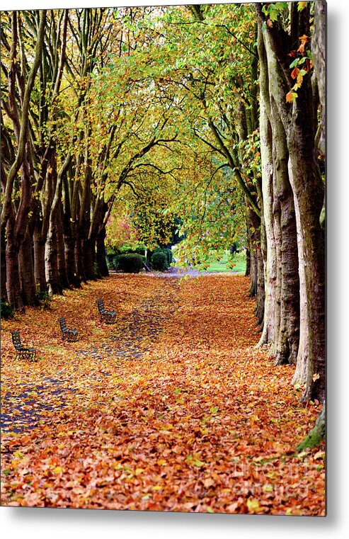 Autumn Metal Print featuring the photograph Autumn in the park by Colin Rayner
