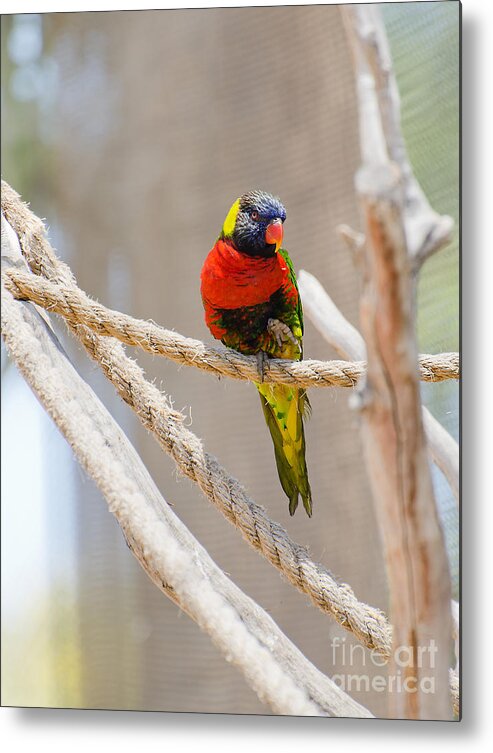 Bird Metal Print featuring the photograph A Lorikeet from the Rainforest by Mary Jane Armstrong